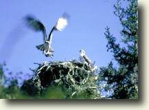 osprey nesting